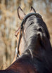 Cassidy Weymouth Bridle