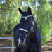 Halter Ego Snaffles