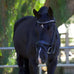 Halter Ego Snaffles