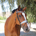 Halter Ego Snaffles