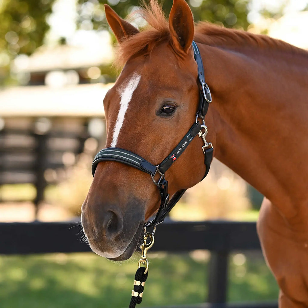 Lennox Leather Halter