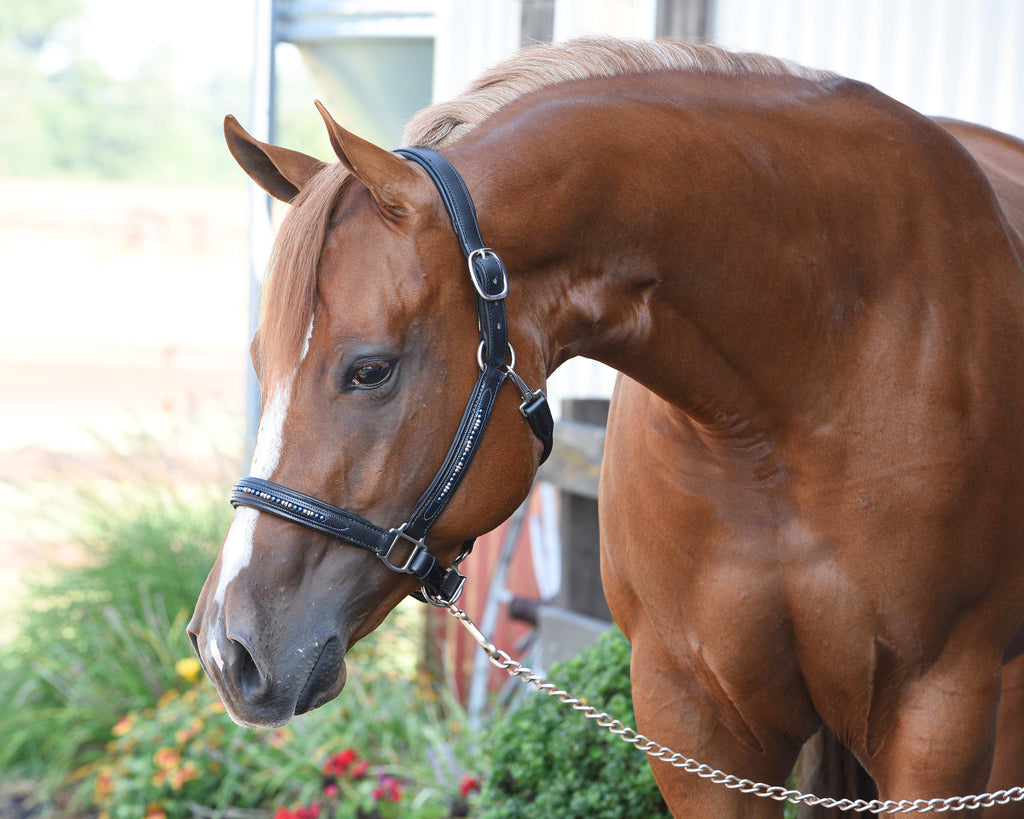 Perri's Leather Halters