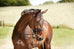 Cassidy Weymouth Bridle