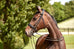 Cassidy Weymouth Bridle