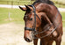 Cassidy Weymouth Bridle