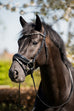 Evalira Crystal Snaffle Bridle