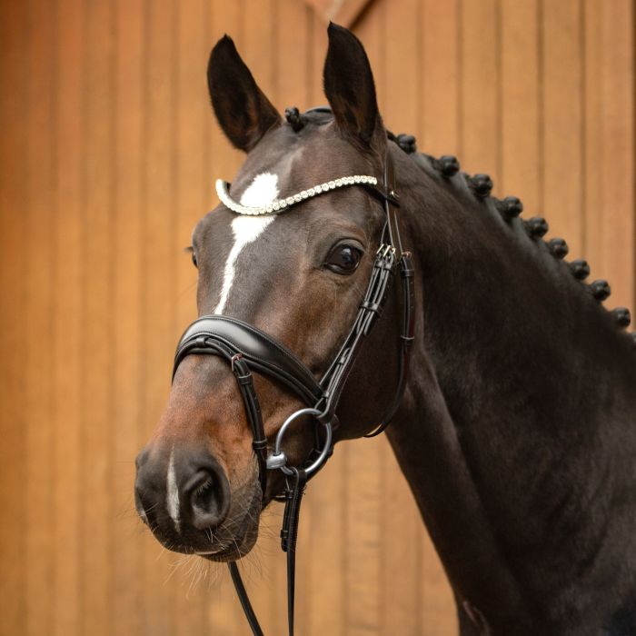 Favorite Snaffle
