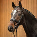 Favorite Snaffle