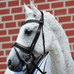 Fortuna Patent Bridles