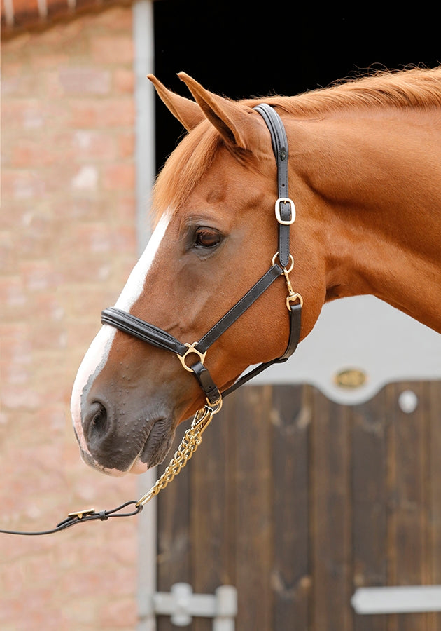 Rego Padded Leather Halter