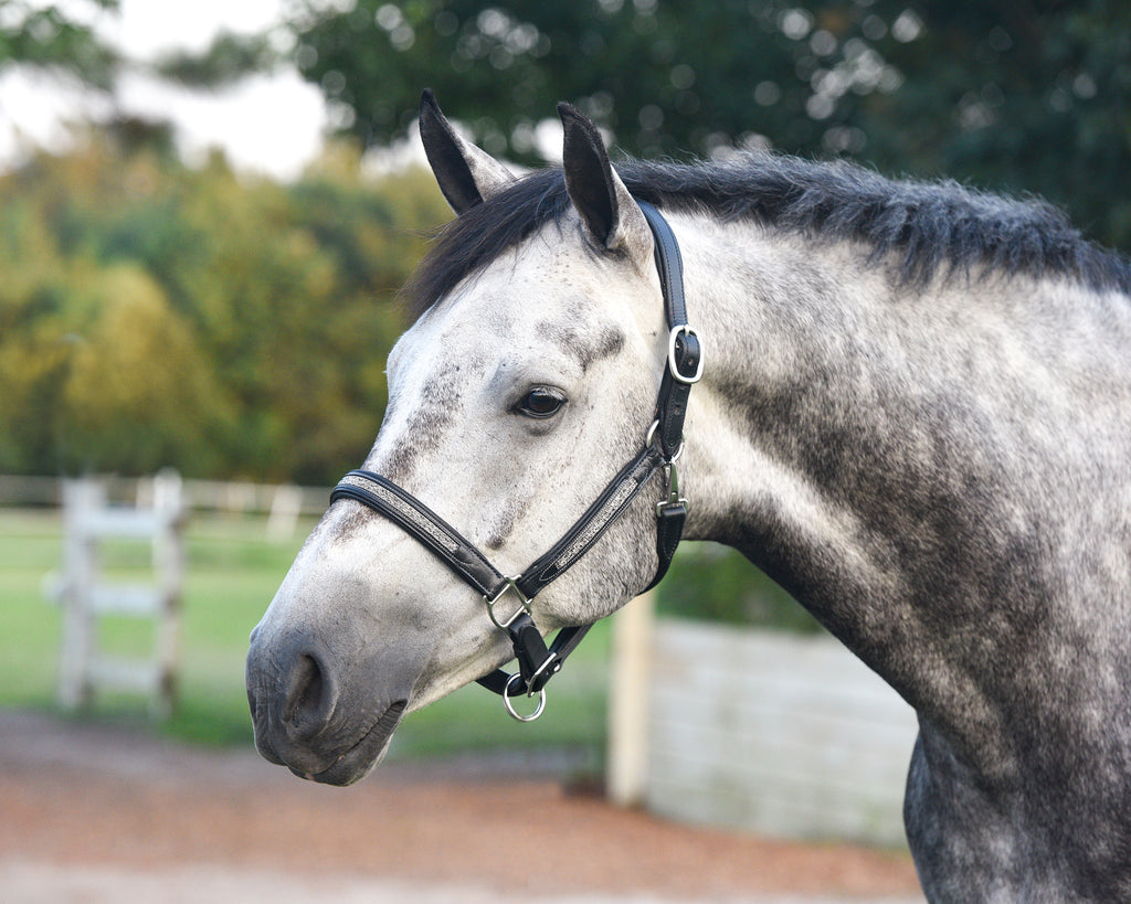 Perri's Leather Halters