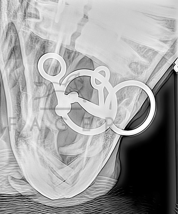 Carl Titanium Fixed Snaffle