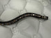 Rising Star Browbands
