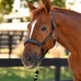Lennox Leather Halter
