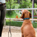 Metallic Teal Croc Leather Dog Collar