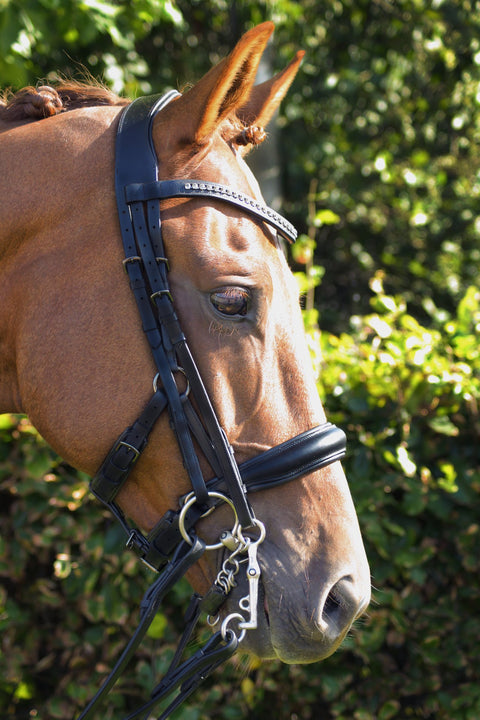 Kingsley Special Bridles - Weymouth